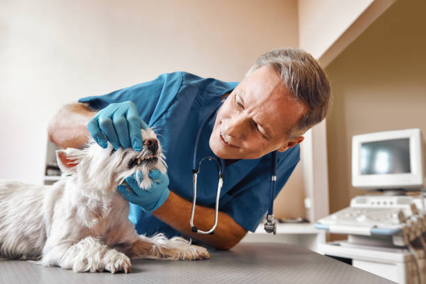 Best Emergency Gum Treatment in Marysville, PA